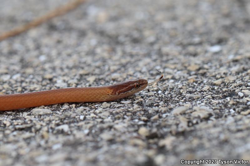 Pine Woods Littersnake (Rhadinaea flavilata)