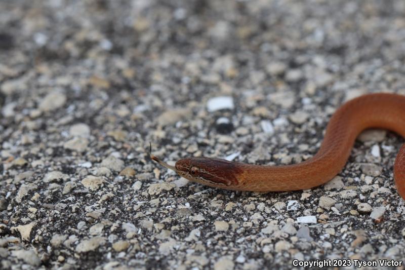 Pine Woods Littersnake (Rhadinaea flavilata)