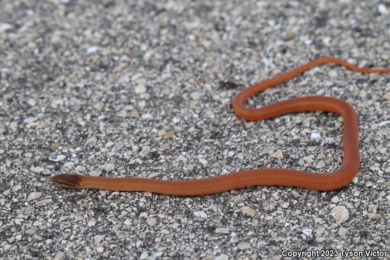 Pine Woods Littersnake (Rhadinaea flavilata)