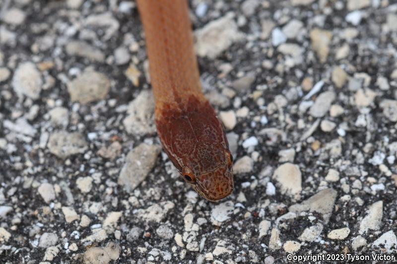 Pine Woods Littersnake (Rhadinaea flavilata)