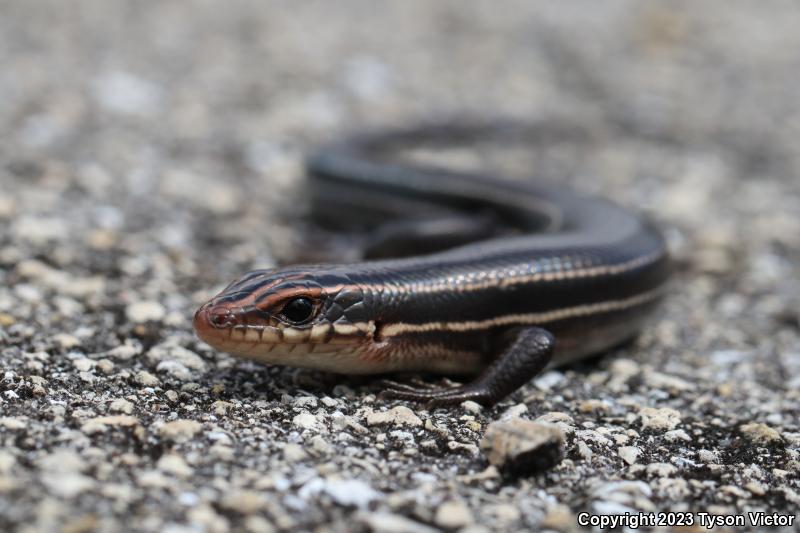 Southeastern Five-lined Skink (Plestiodon inexpectatus)