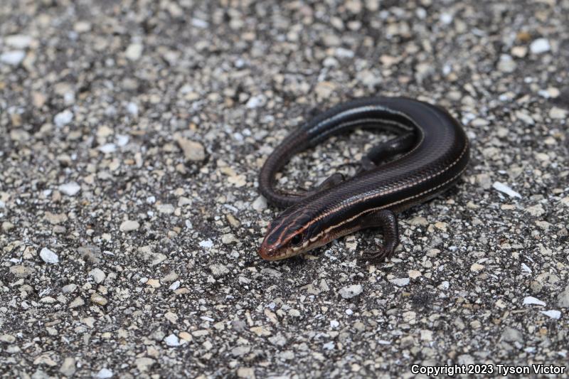 Southeastern Five-lined Skink (Plestiodon inexpectatus)