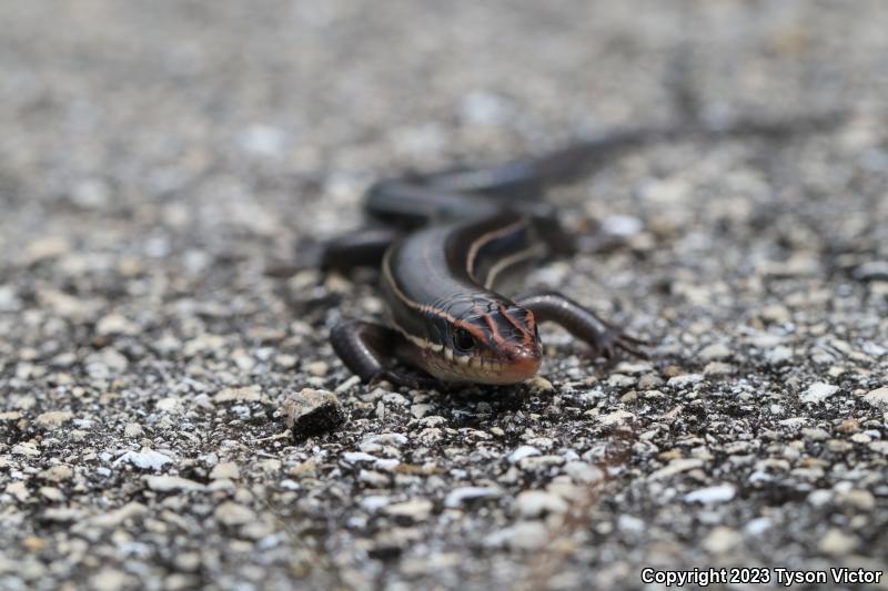 Southeastern Five-lined Skink (Plestiodon inexpectatus)