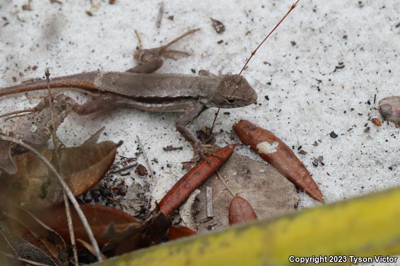 Florida Scrub Lizard (Sceloporus woodi)