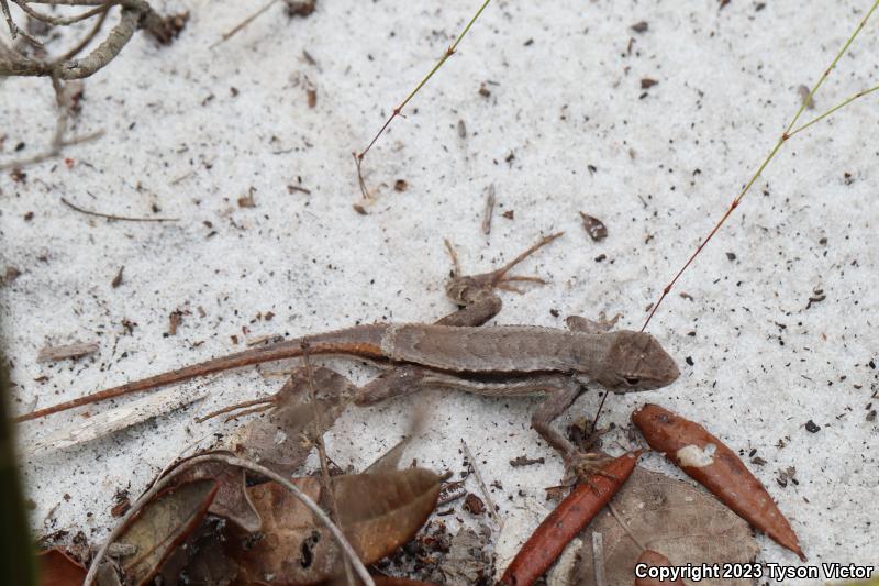 Florida Scrub Lizard (Sceloporus woodi)