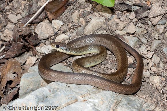 Mexican Racer (Coluber constrictor oaxaca)