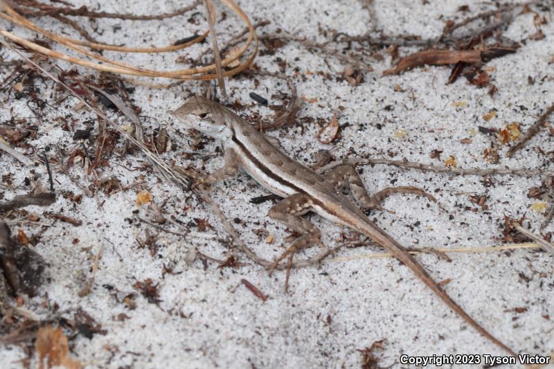 Florida Scrub Lizard (Sceloporus woodi)