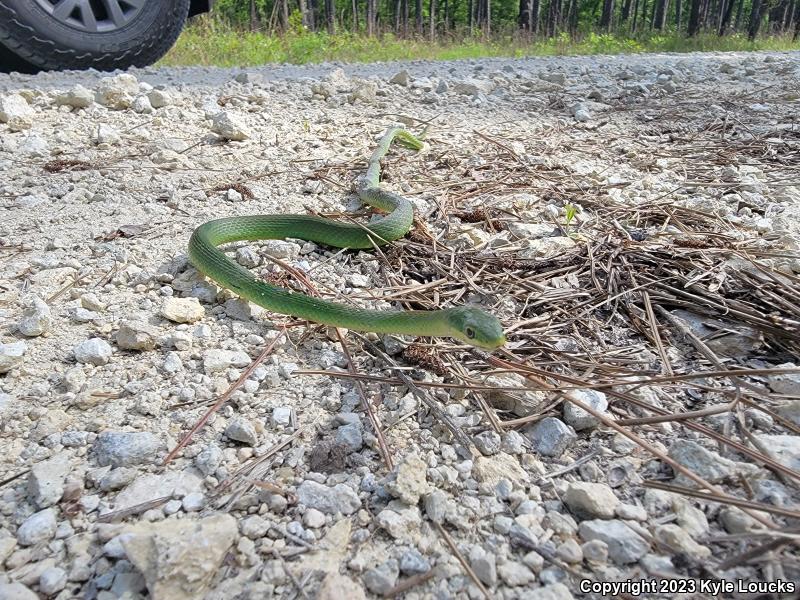 Northern Rough Greensnake (Opheodrys aestivus aestivus)