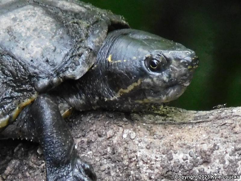 Striped Mud Turtle (Kinosternon baurii)