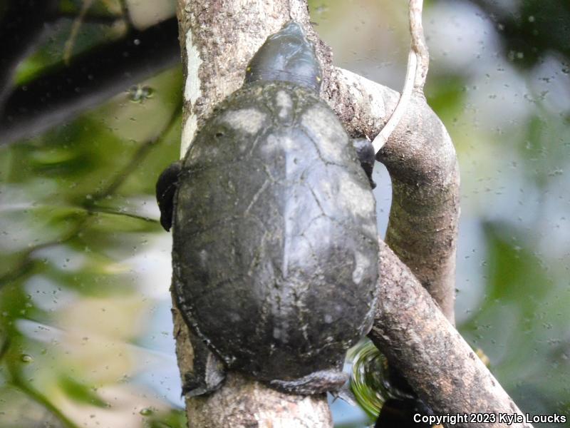 Striped Mud Turtle (Kinosternon baurii)