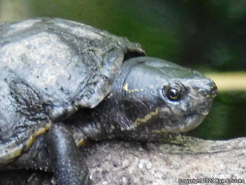 Striped Mud Turtle (Kinosternon baurii)