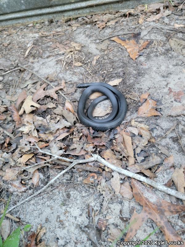 Southern Black Racer (Coluber constrictor priapus)