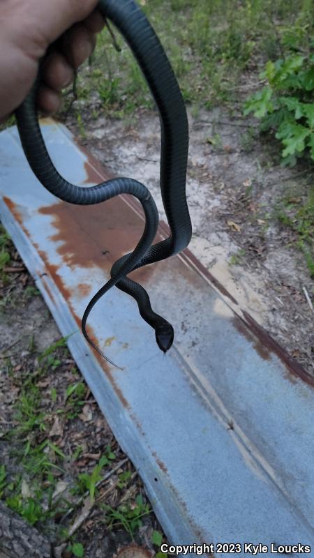 Southern Black Racer (Coluber constrictor priapus)