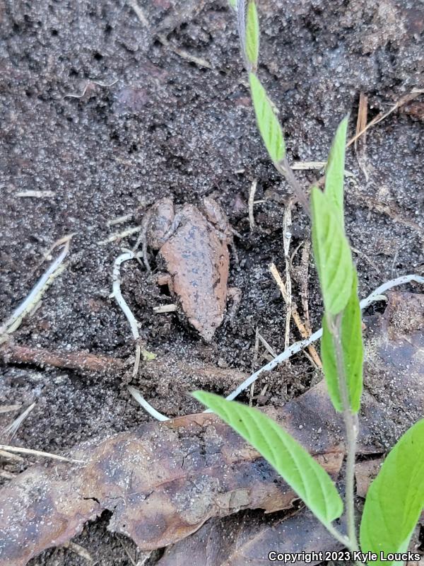 Eastern Narrow-mouthed Toad (Gastrophryne carolinensis)