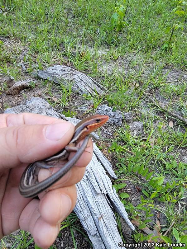 Southeastern Five-lined Skink (Plestiodon inexpectatus)