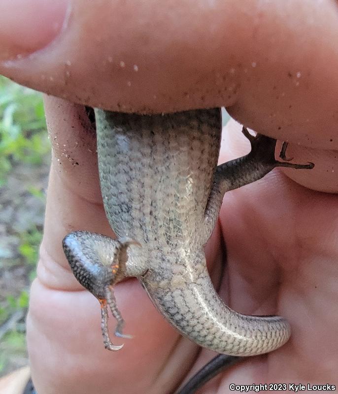 Southeastern Five-lined Skink (Plestiodon inexpectatus)