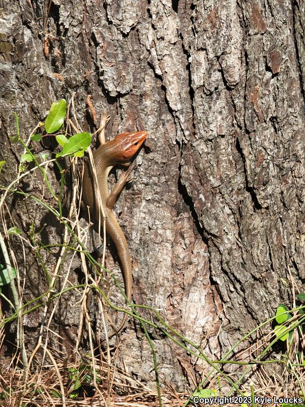 Broadhead Skink (Plestiodon laticeps)