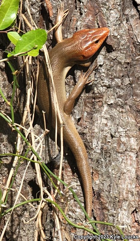 Broadhead Skink (Plestiodon laticeps)