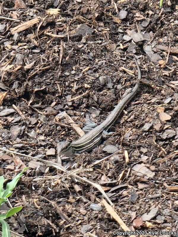 Six-lined Racerunner (Aspidoscelis sexlineata sexlineata)