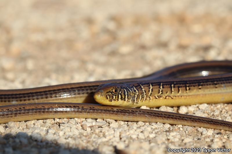 Eastern Glass Lizard (Ophisaurus ventralis)