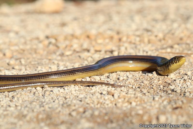 Eastern Glass Lizard (Ophisaurus ventralis)