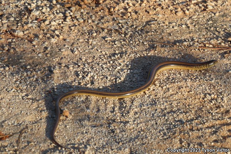 Eastern Glass Lizard (Ophisaurus ventralis)