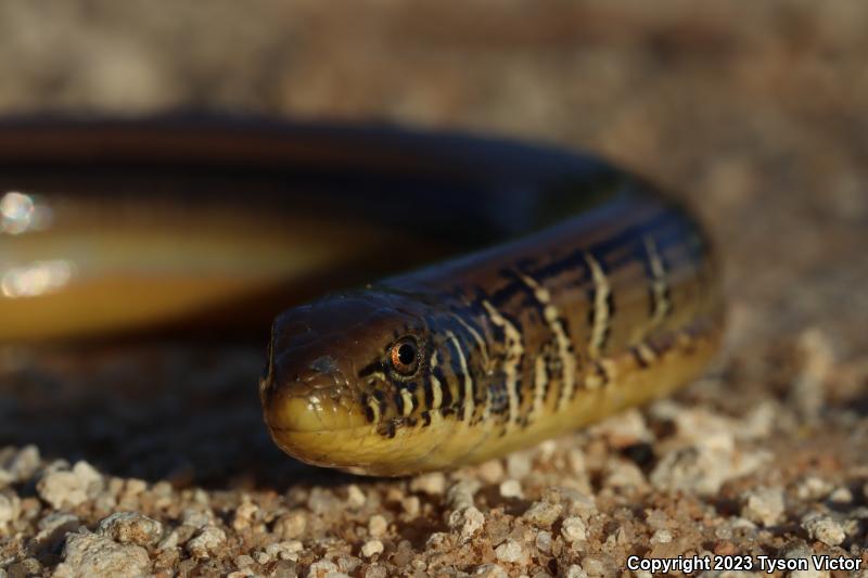 Eastern Glass Lizard (Ophisaurus ventralis)