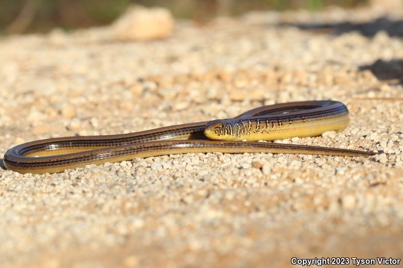 Eastern Glass Lizard (Ophisaurus ventralis)