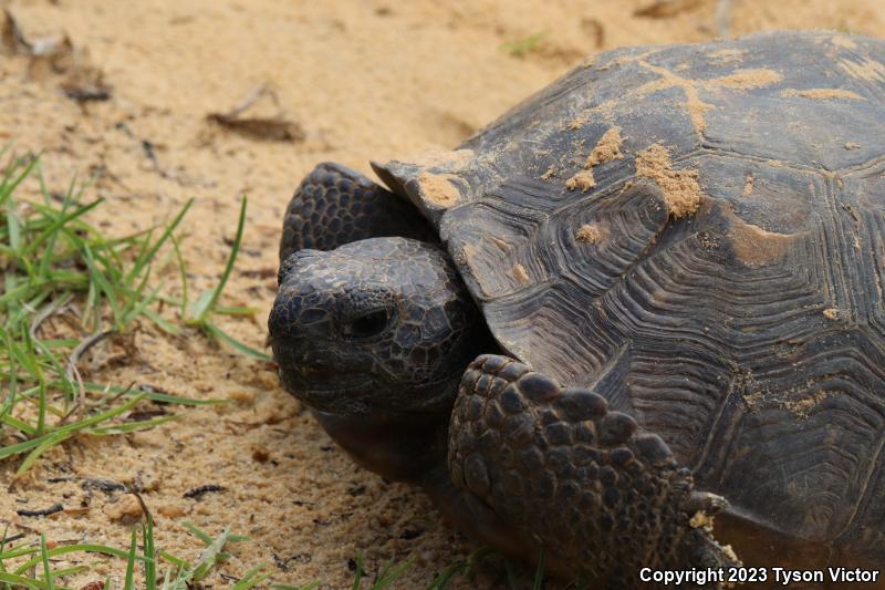 Gopher Tortoise (Gopherus polyphemus)