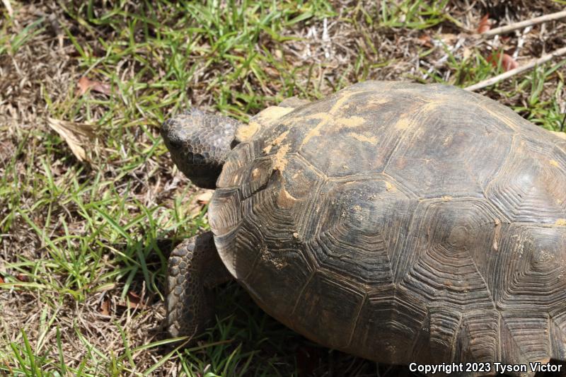 Gopher Tortoise (Gopherus polyphemus)