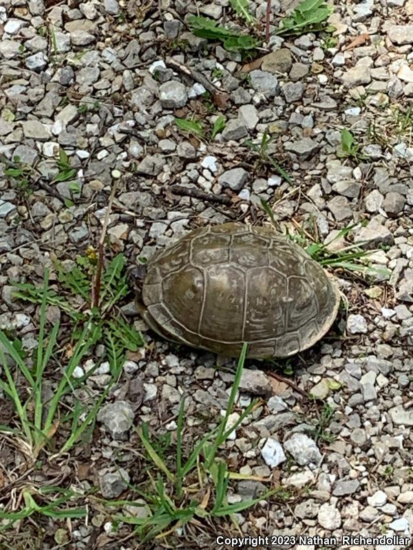 Three-toed Box Turtle (Terrapene carolina triunguis)