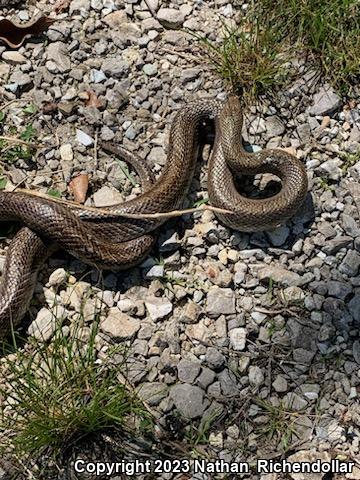 Prairie Kingsnake (Lampropeltis calligaster calligaster)