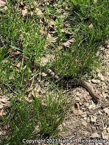 Prairie Kingsnake (Lampropeltis calligaster calligaster)