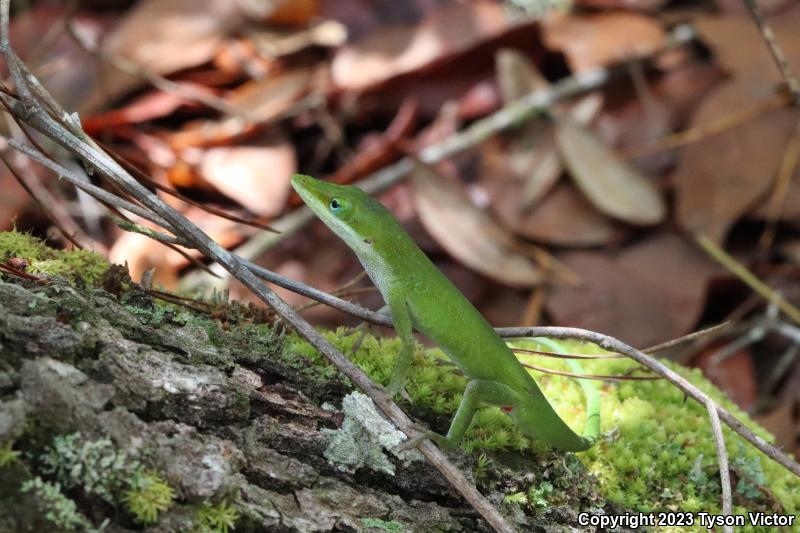 Southern Green Anole (Anolis carolinensis seminolus)