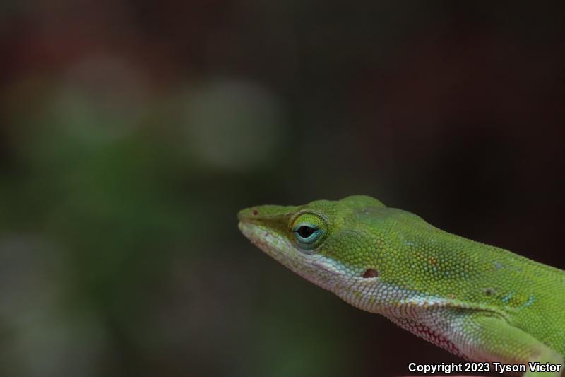 Southern Green Anole (Anolis carolinensis seminolus)