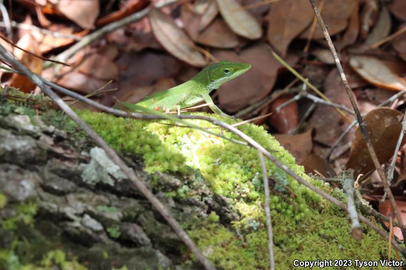 Southern Green Anole (Anolis carolinensis seminolus)