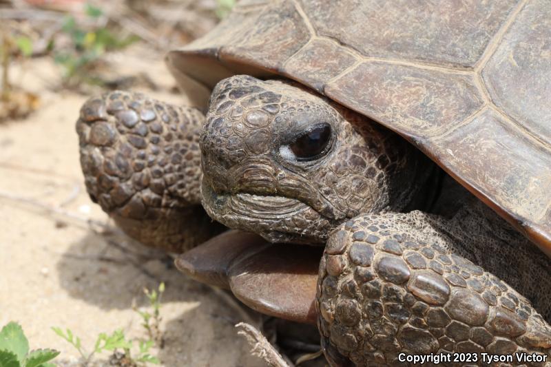 Gopher Tortoise (Gopherus polyphemus)