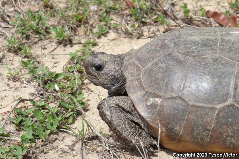 Gopher Tortoise (Gopherus polyphemus)