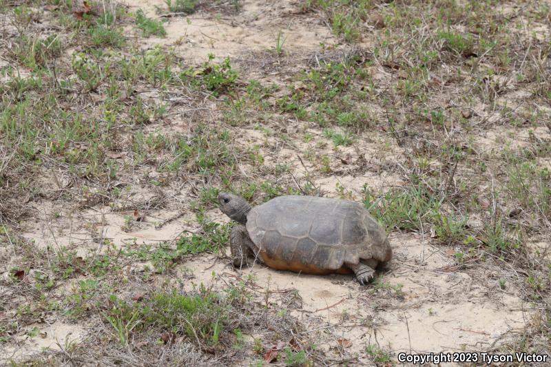 Gopher Tortoise (Gopherus polyphemus)