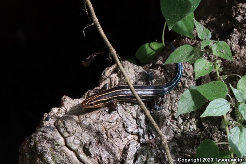 Southeastern Five-lined Skink (Plestiodon inexpectatus)