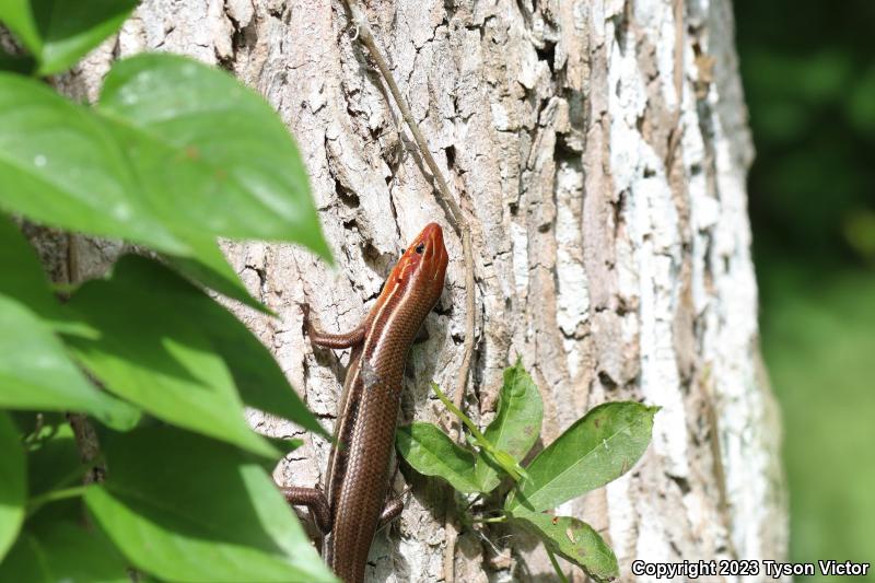 Southeastern Five-lined Skink (Plestiodon inexpectatus)