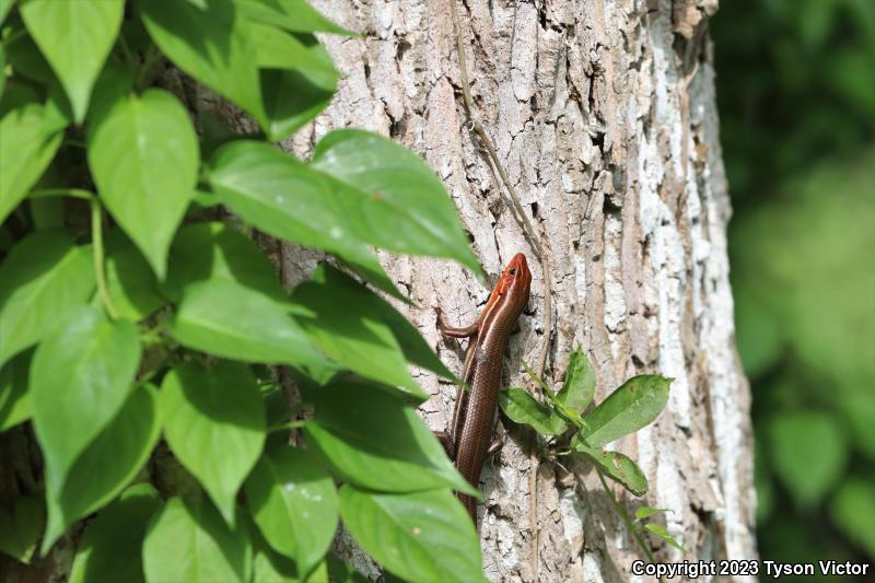 Southeastern Five-lined Skink (Plestiodon inexpectatus)