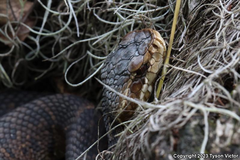 Florida Cottonmouth (Agkistrodon piscivorus conanti)