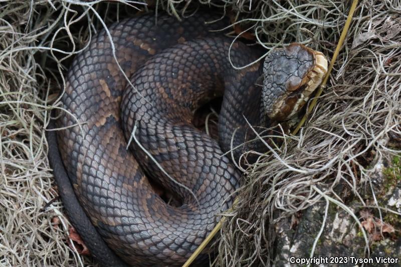 Florida Cottonmouth (Agkistrodon piscivorus conanti)