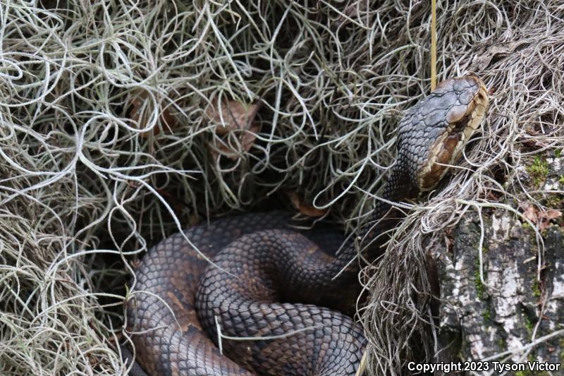 Florida Cottonmouth (Agkistrodon piscivorus conanti)