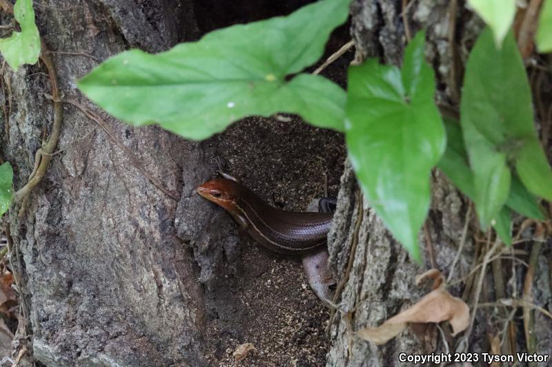 Southeastern Five-lined Skink (Plestiodon inexpectatus)