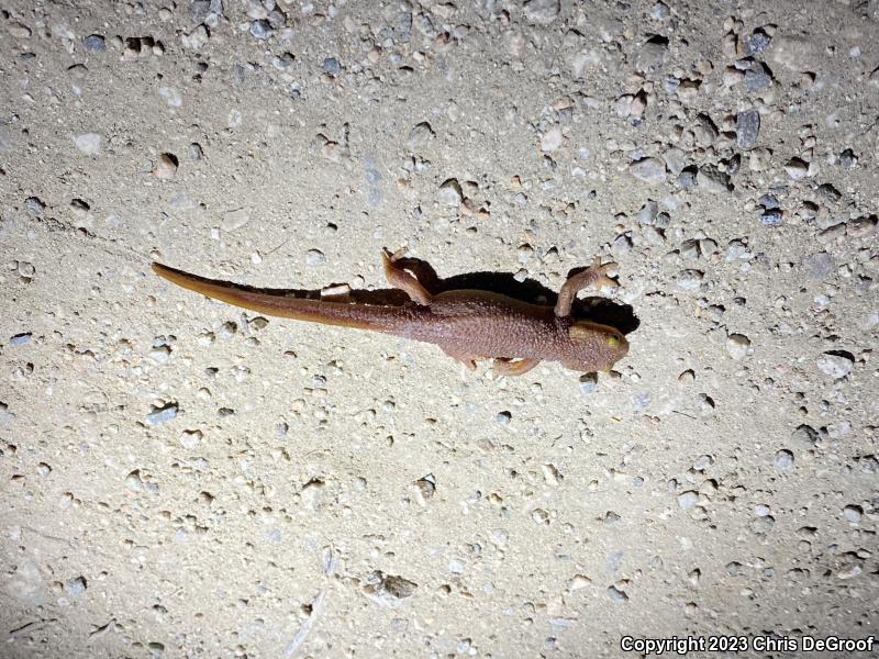 California Newt (Taricha torosa)