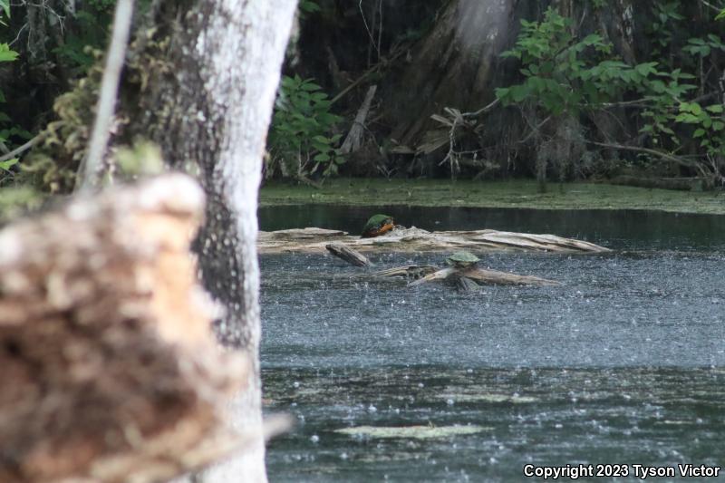 Florida Red-bellied Cooter (Pseudemys nelsoni)