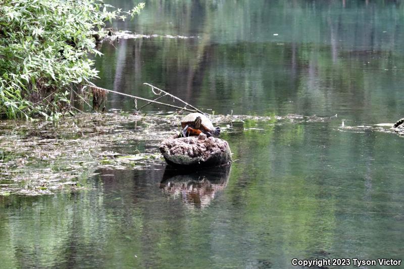 Florida Red-bellied Cooter (Pseudemys nelsoni)