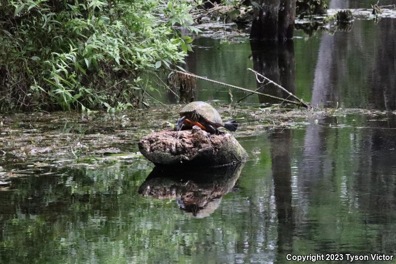 Florida Red-bellied Cooter (Pseudemys nelsoni)